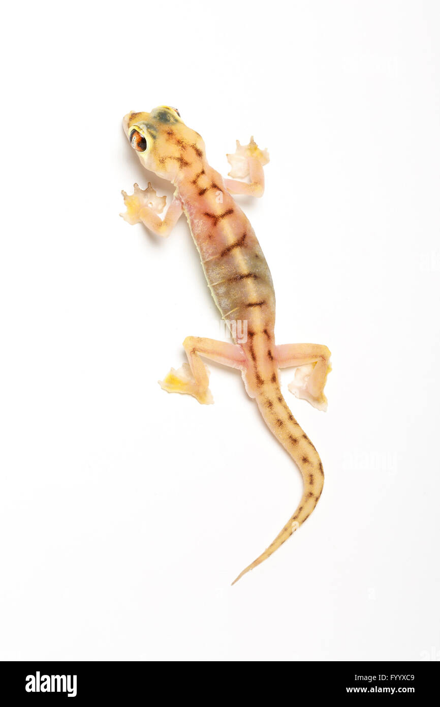 Web-footed Gecko, Pachydactylus rangei.  (Formerly Palmatogecko rangei). Captive (origin Namibia). Member of the Gekkonidae. Stock Photo