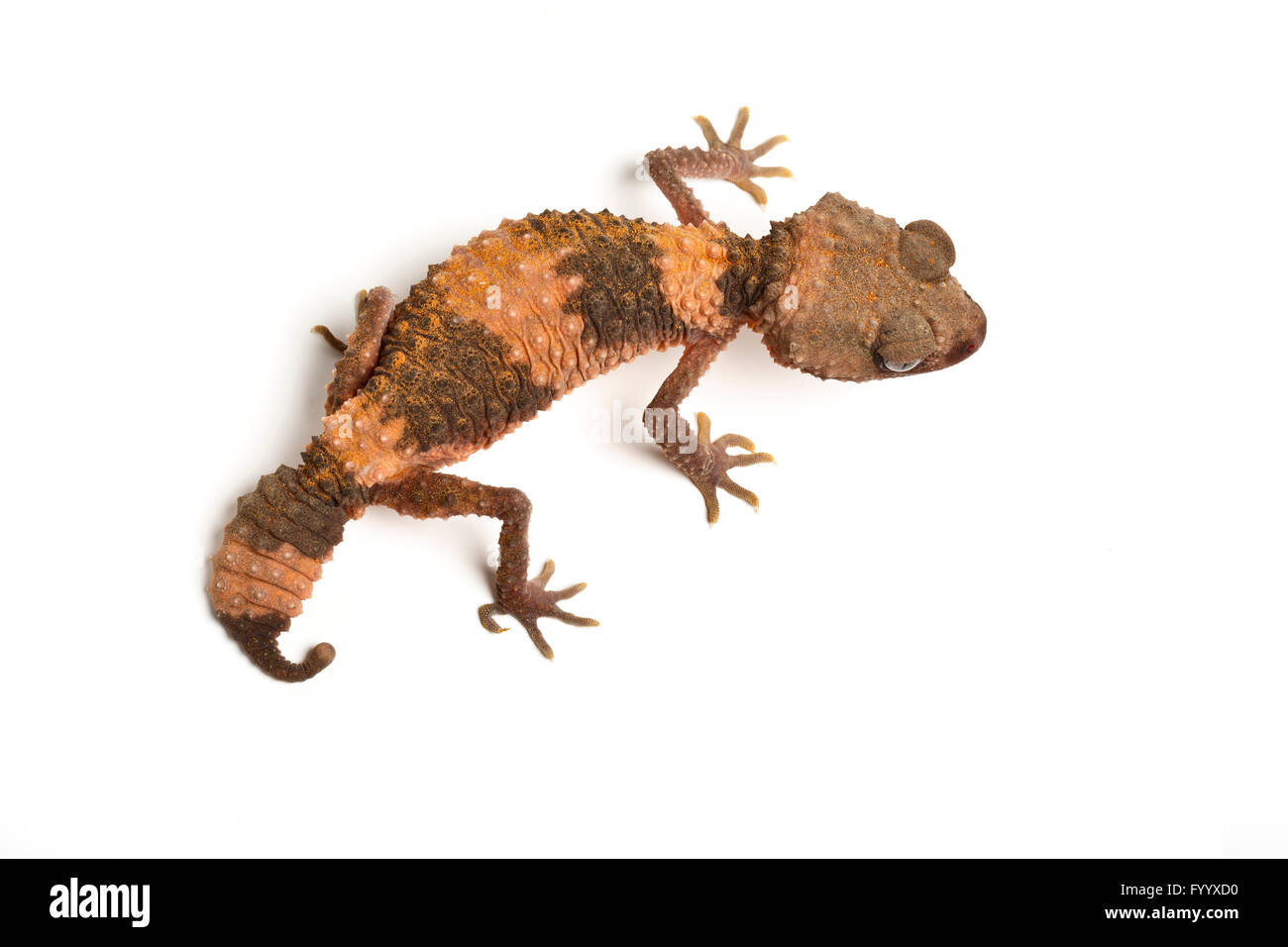 Banded Knob-tailed Gecko, Nephrurus wheeleri. Captive, (origin Australia). Member of the Carphodactylidae family Stock Photo