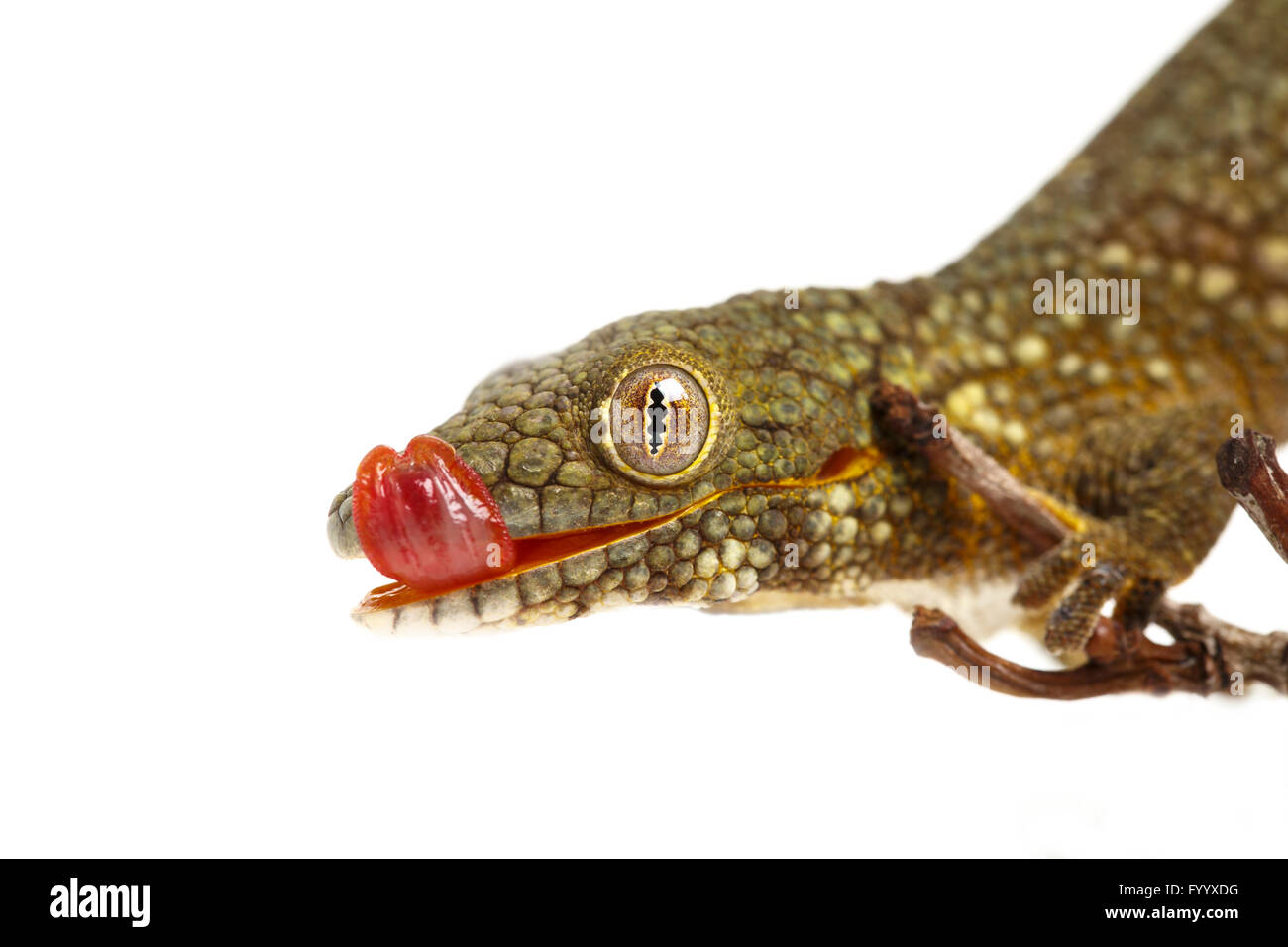 Prehensile-Tailed Gecko, or Bauer's Chameleon Gecko, Eurydactylodes agricolae, licking lips. New Caledonia (captive) Stock Photo