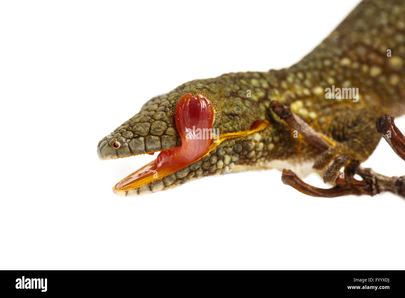 Prehensile-Tailed Gecko, or Bauer's Chameleon Gecko, Eurydactylodes agricolae., licking eye. New Caledonia (captive) Stock Photo