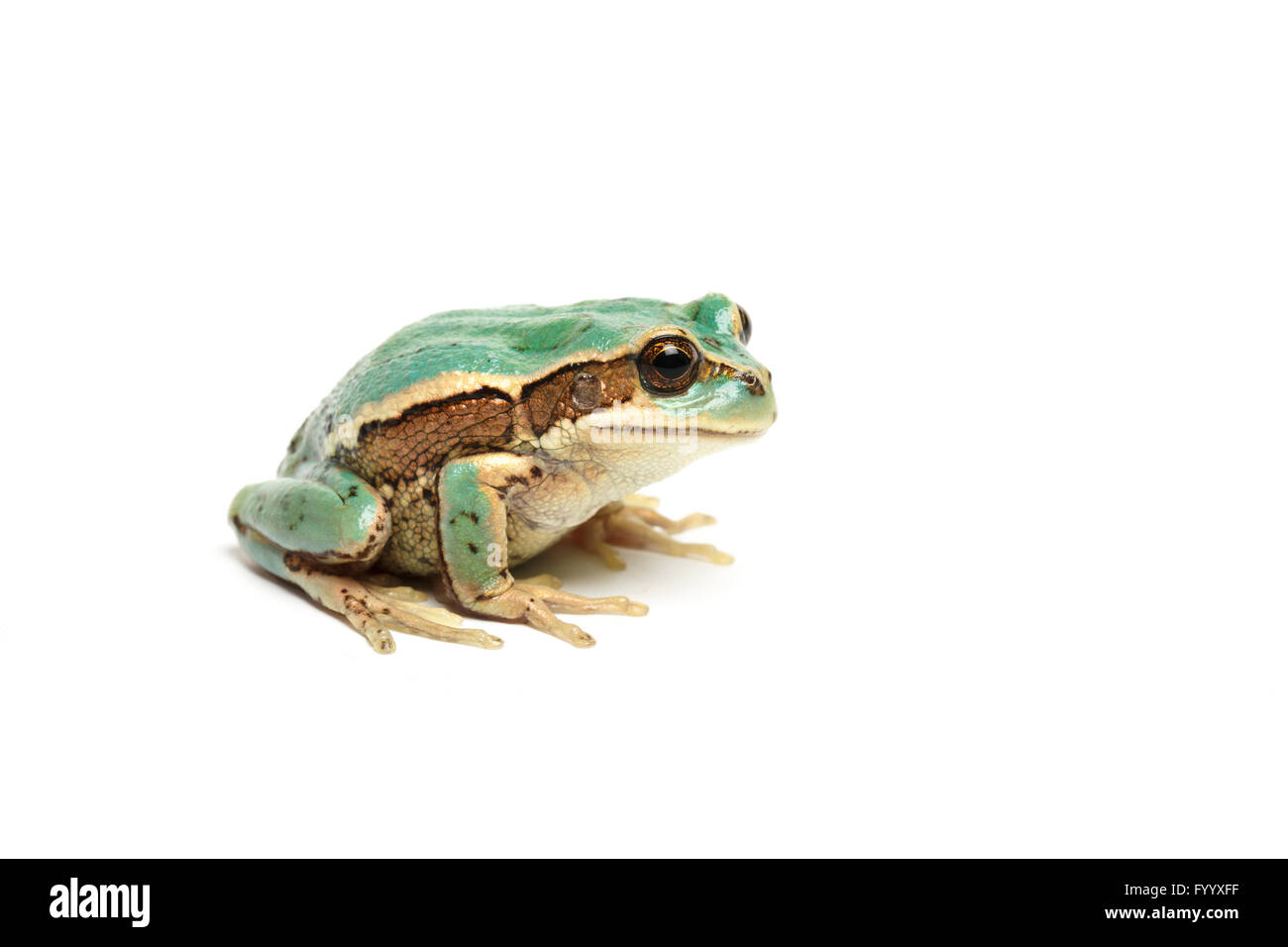 Riobamba Marsupial Frog, Gastrotheca riobambae, Ecuador (captive Stock