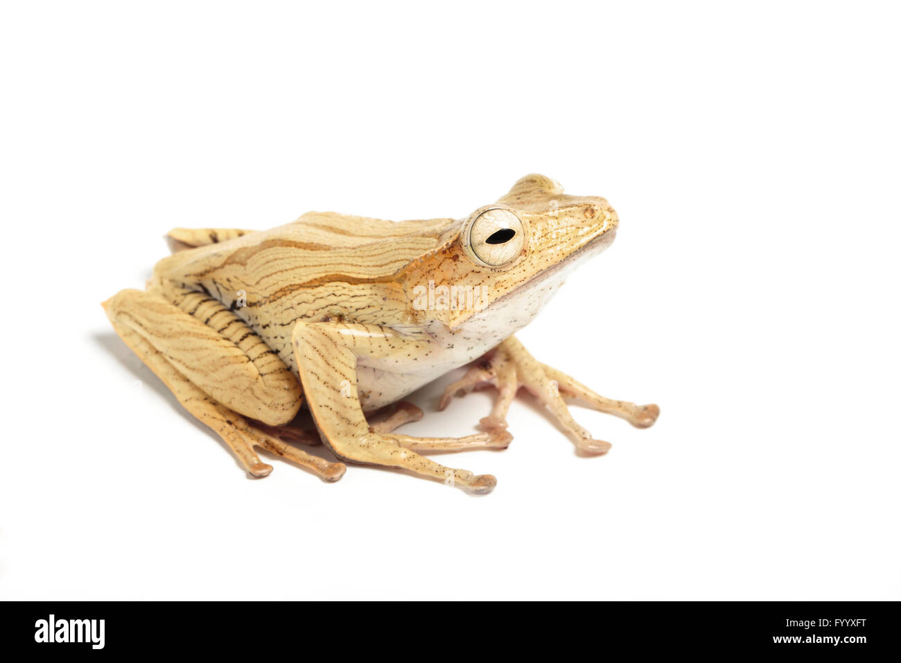 File-eared Tree Frog, Polypedates otophilus, SE Asia (captive) Stock Photo