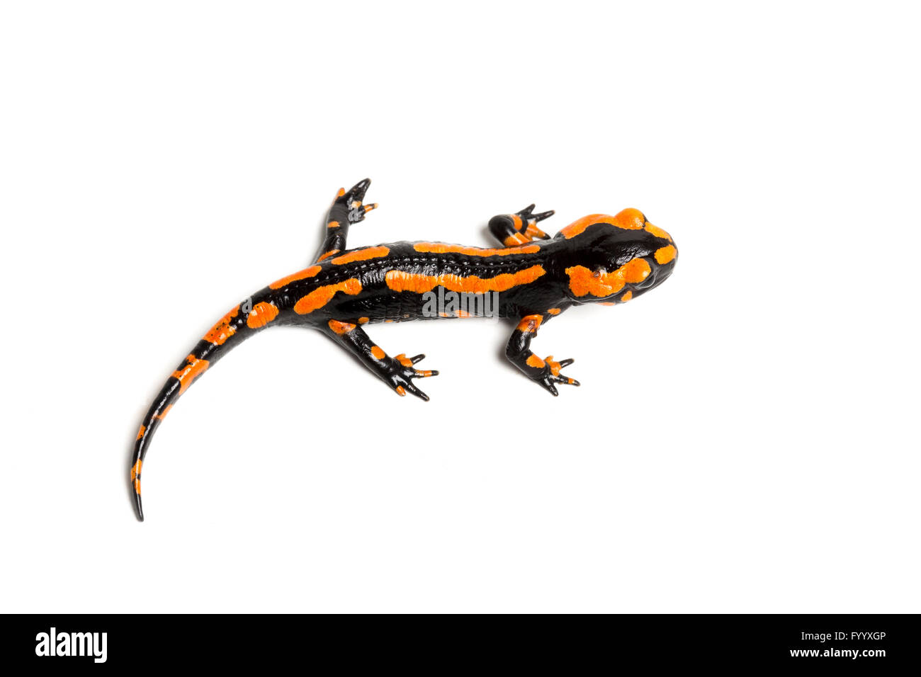 Fire Salamander, Salamandra salamandra terrestris, Central Europe