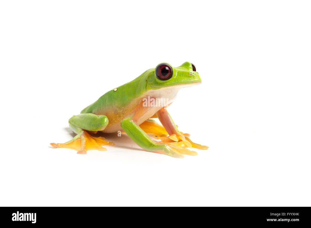 Spurrell's Leaf Frog, Agalychnis spurrelli, Costa Rica, a member of the Hylidae Stock Photo