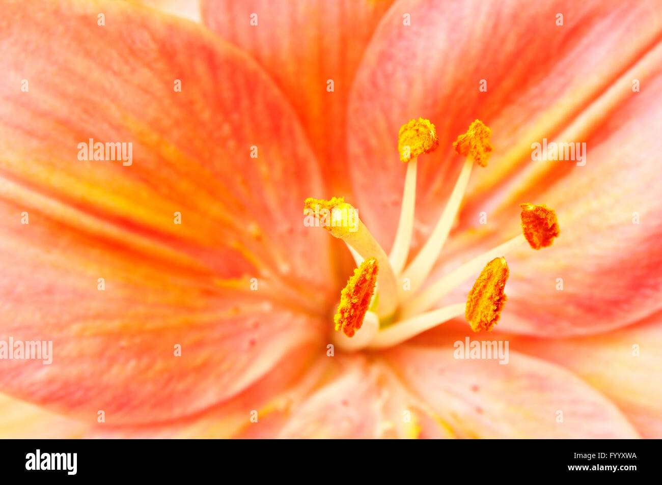 Pink lily background Stock Photo