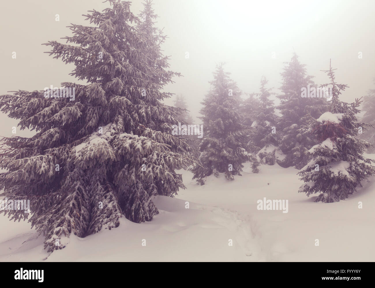 Winter wonderland forest hi-res stock photography and images - Alamy