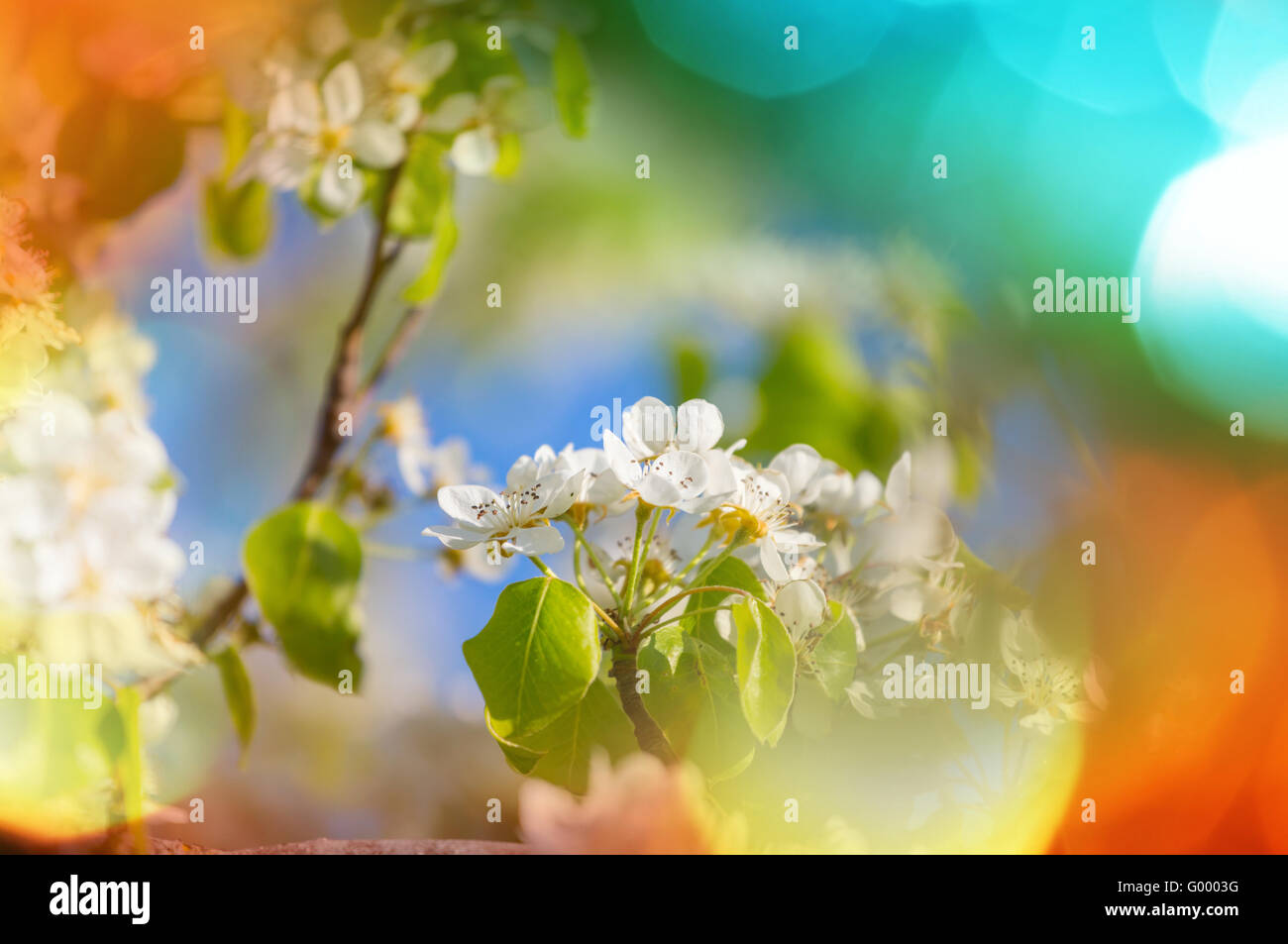 Blossom celebration hi-res stock photography and images - Alamy