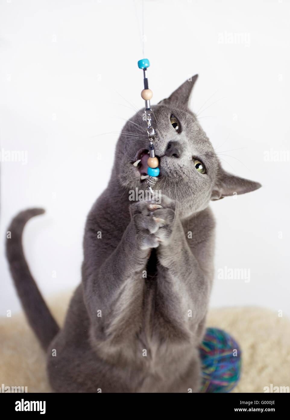 Portrait Of A Russian Blue Cat Playing Studio Shot White