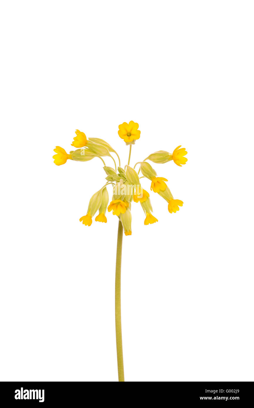 Yellow primrose flower Stock Photo