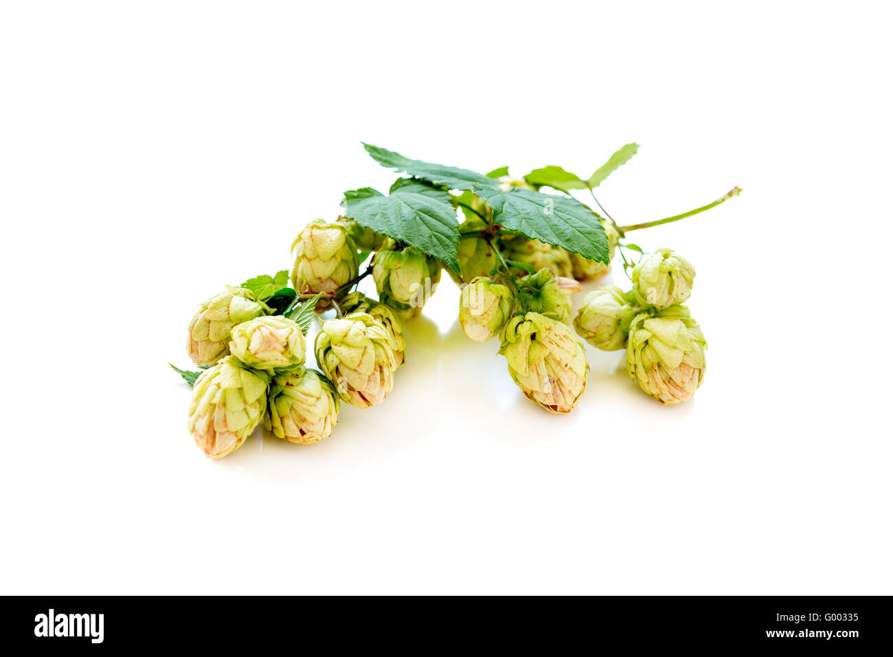 Branch of hop with cones. Stock Photo