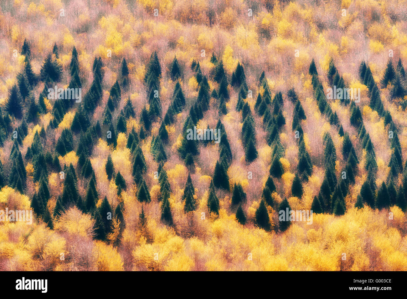 Deciduous and evergreen trees hi-res stock photography and images - Alamy