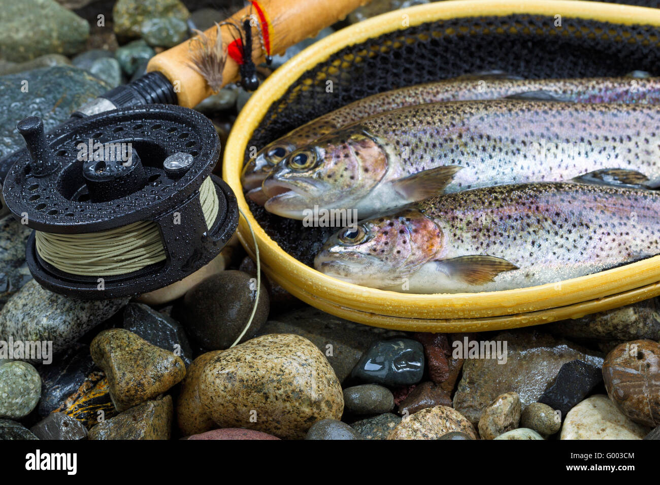 Fly Reel and pole with trout in net Stock Photo Alamy