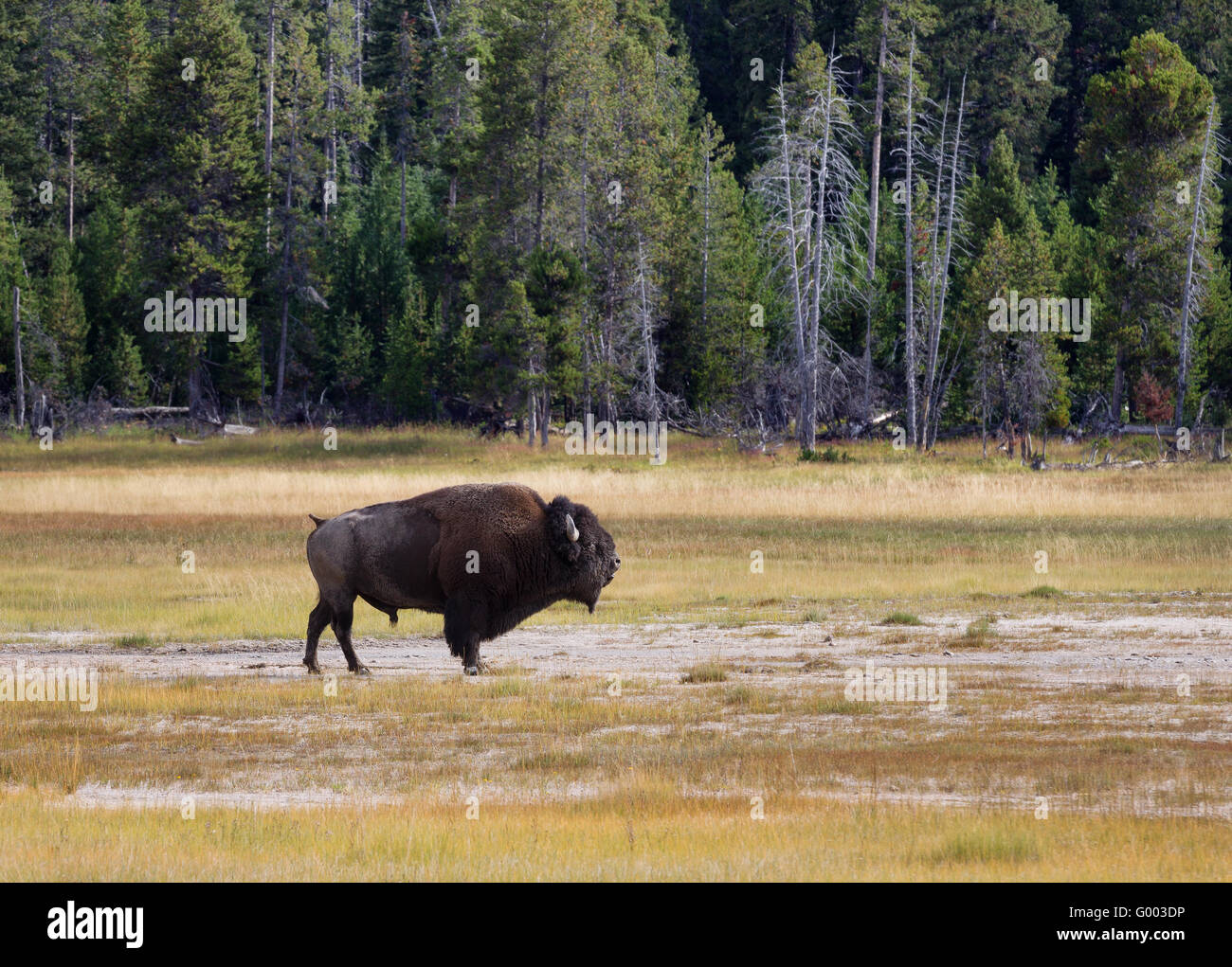 Senior North Amercian Bull Buffalo Stock Photo