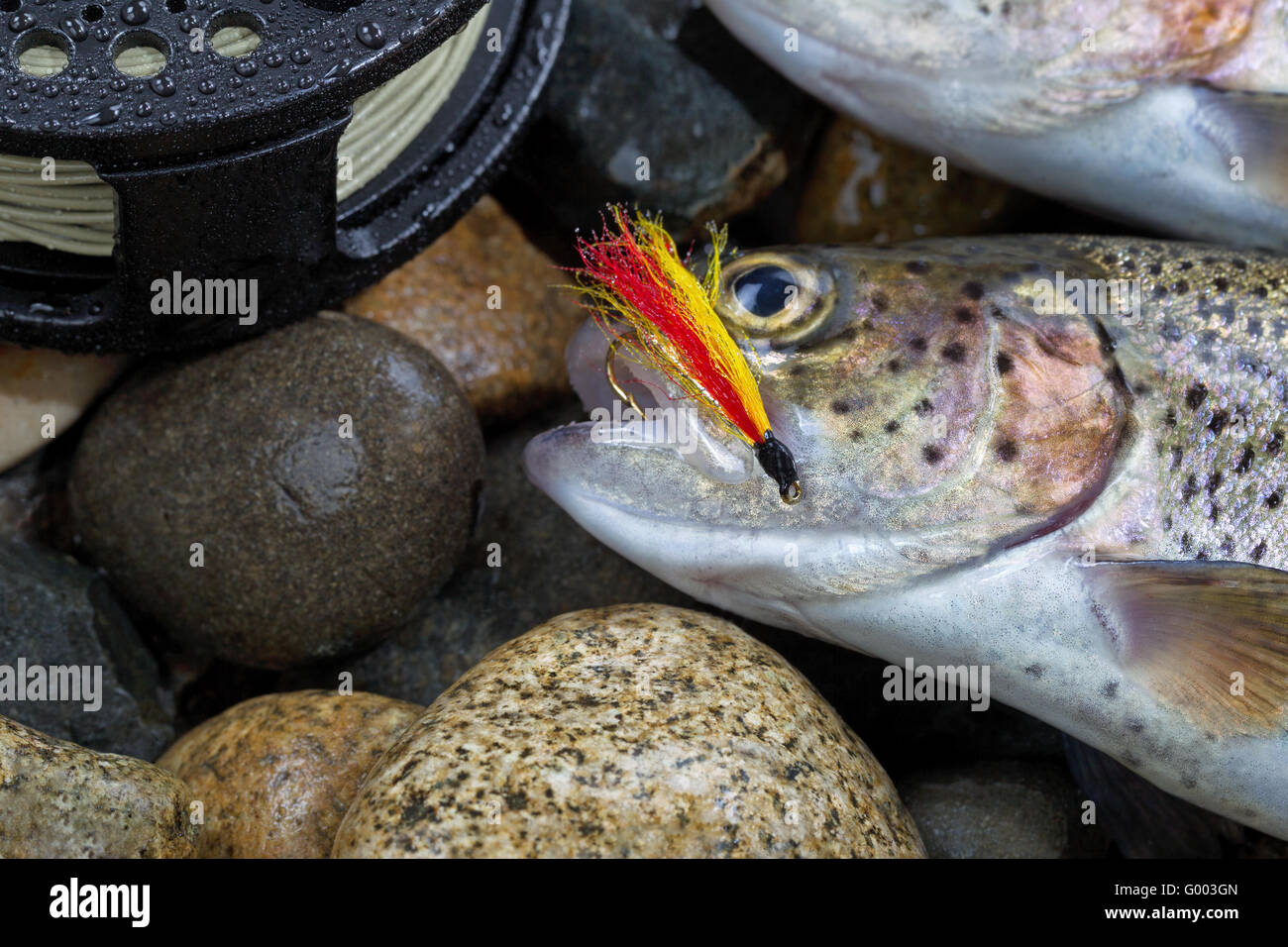 Trout Fly in mouth of Trout Stock Photo