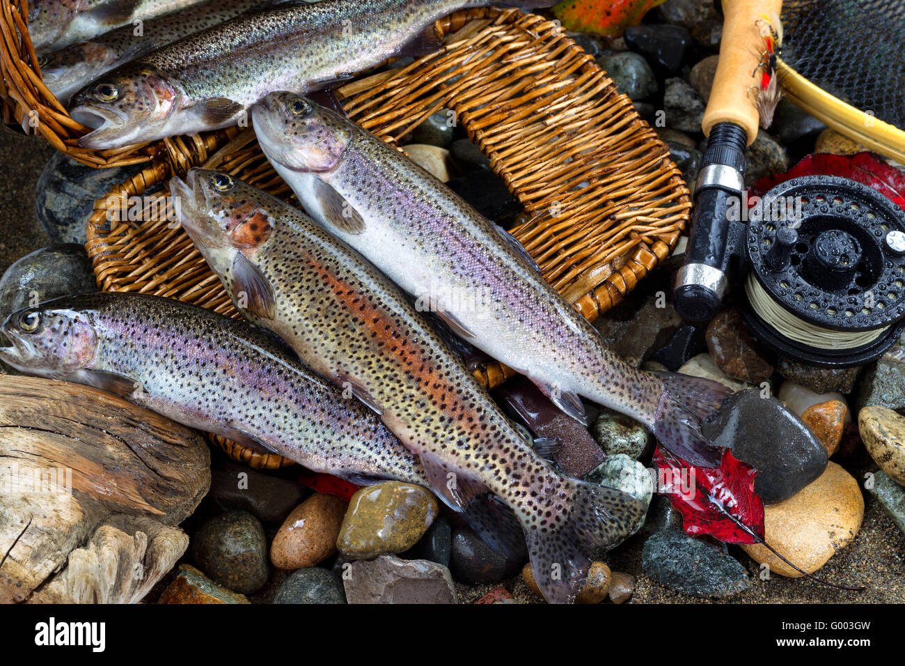 Trout Spilling out of Creel Stock Photo