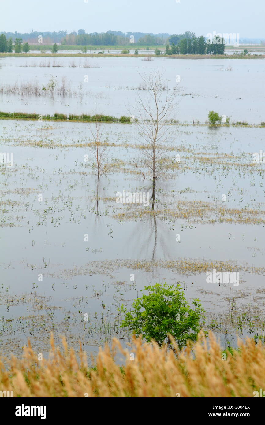 Trees and roads covered with flood water Stock Photo