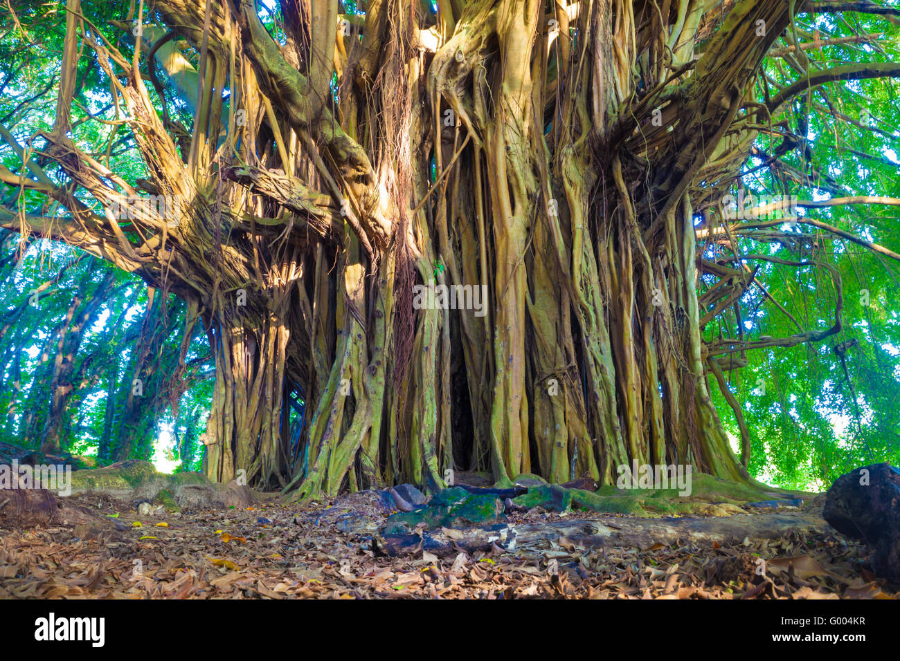 Giant banyan tree in Hawaii Stock Photo