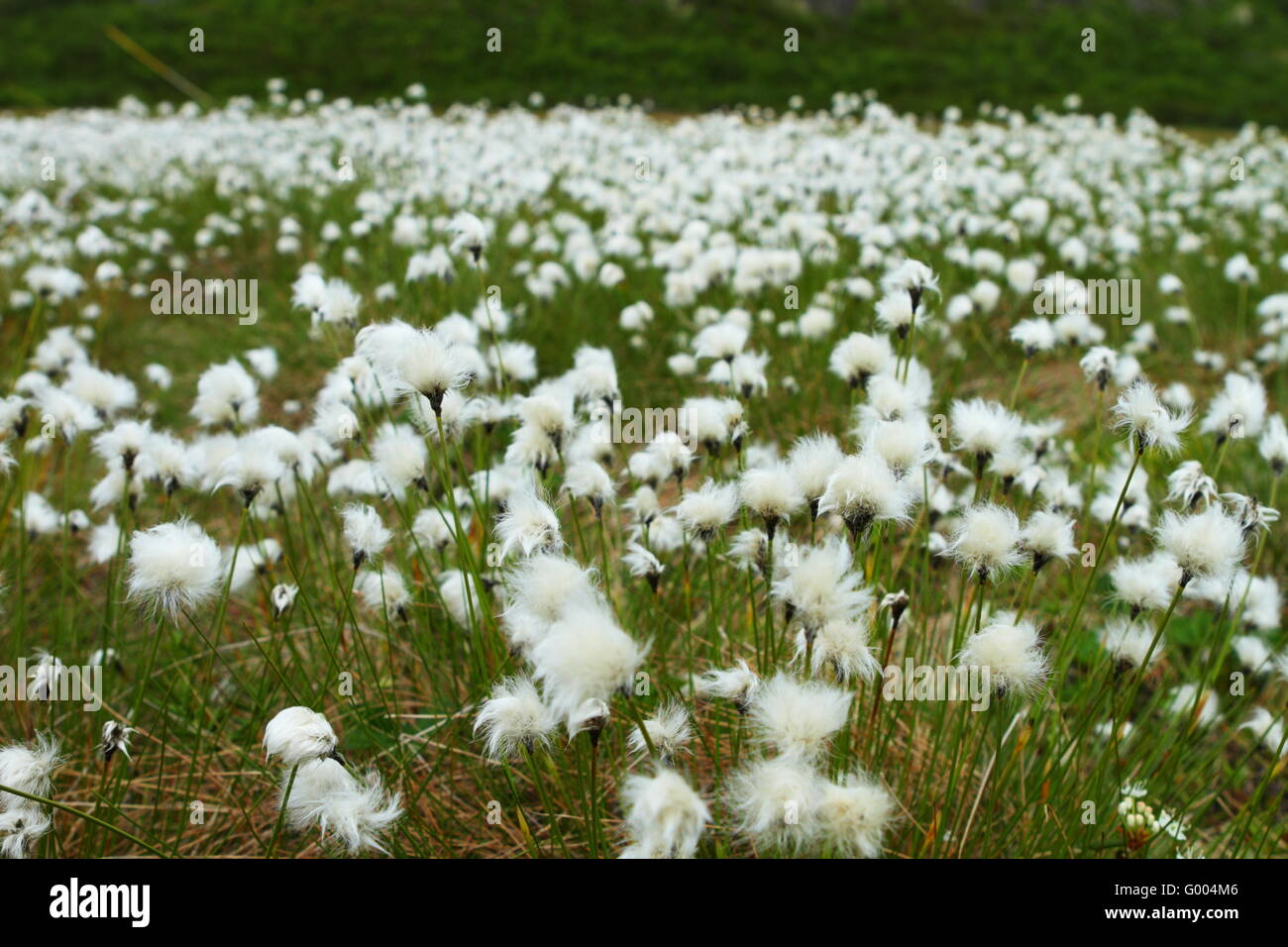 Meadow of cotton grass blooming in summer Stock Photo