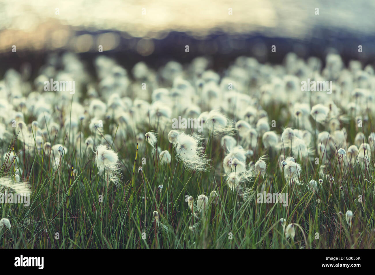 Canada tundra flowers hi-res stock photography and images - Alamy