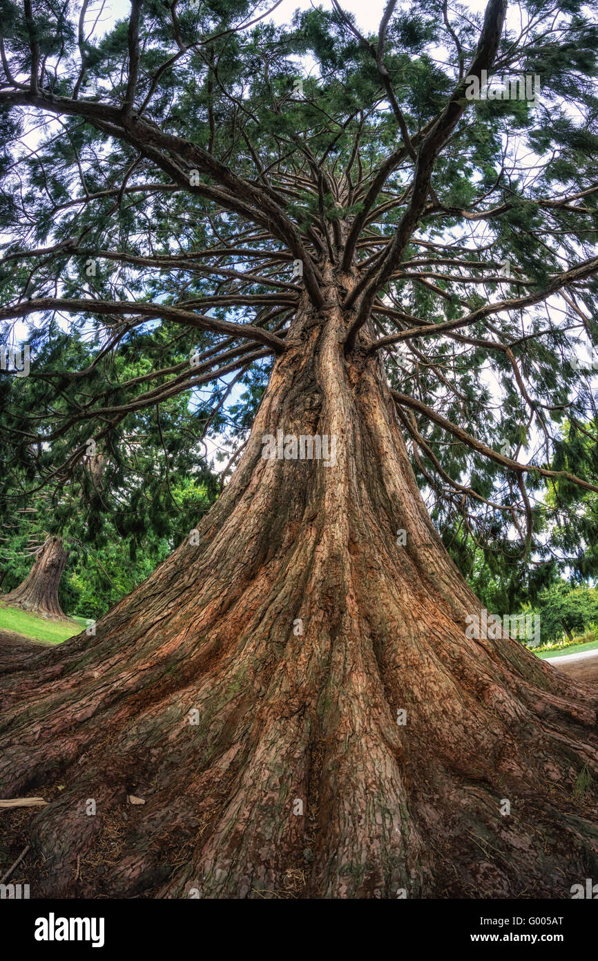 blue atlas cedar tree Stock Photo Alamy