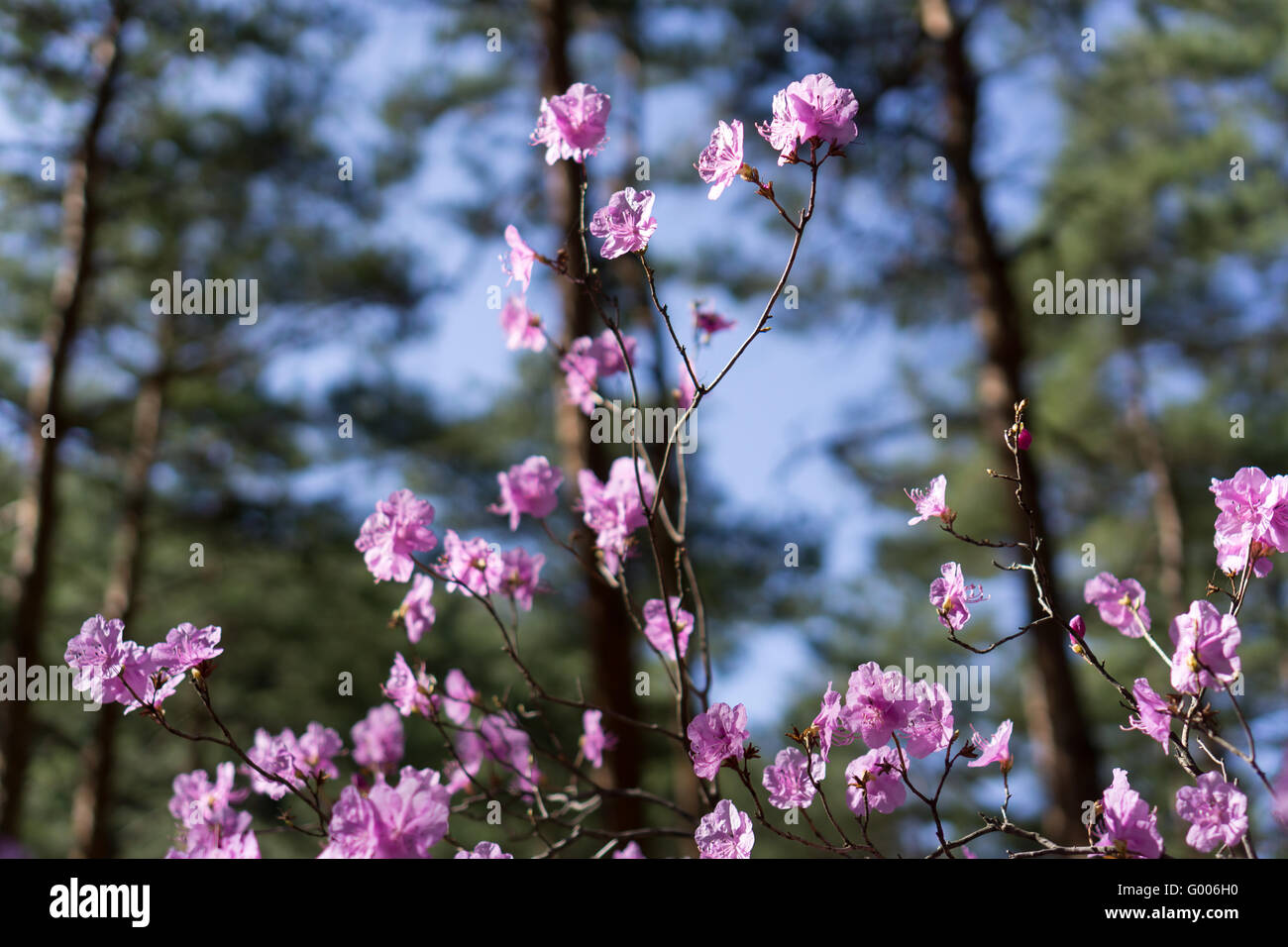 Rhododendron mucronulatum Stock Photo Alamy