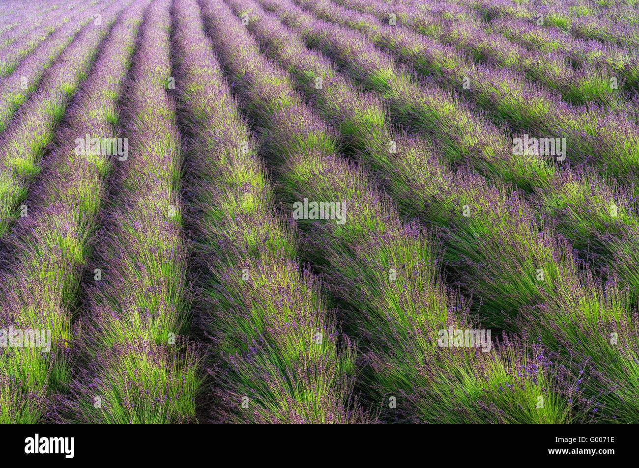 Rows of lavendar Stock Photo