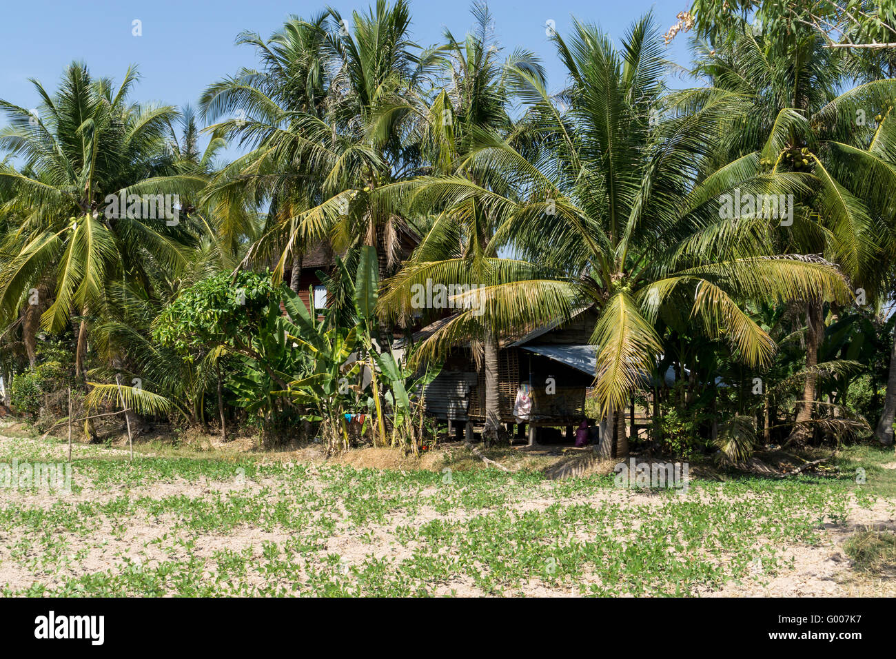 Cambodian farm Stock Photo Alamy