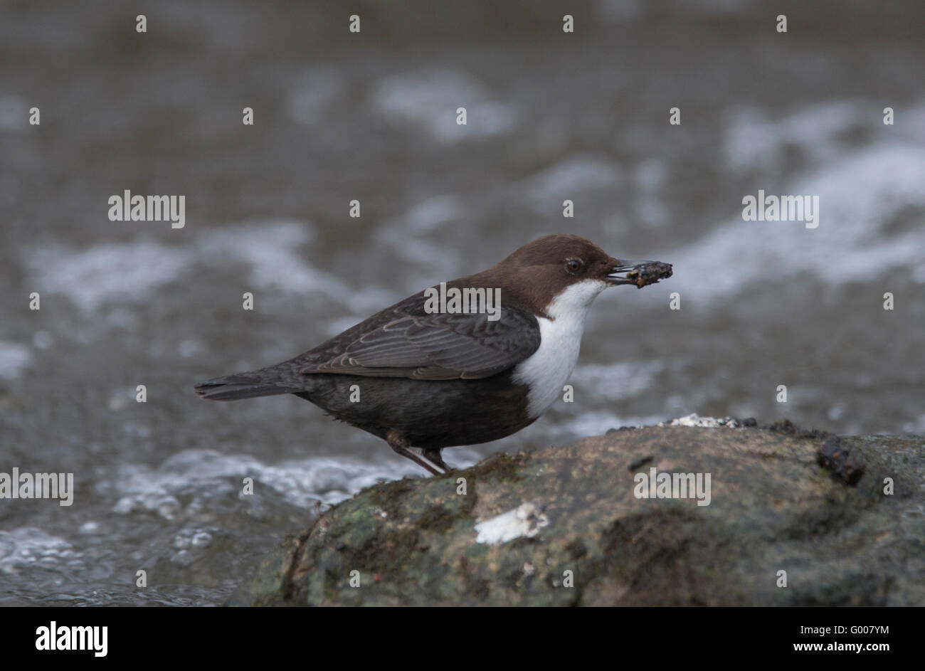 White-throated dipper (Cinclus cinclus) hunting for aquatic insects or ...