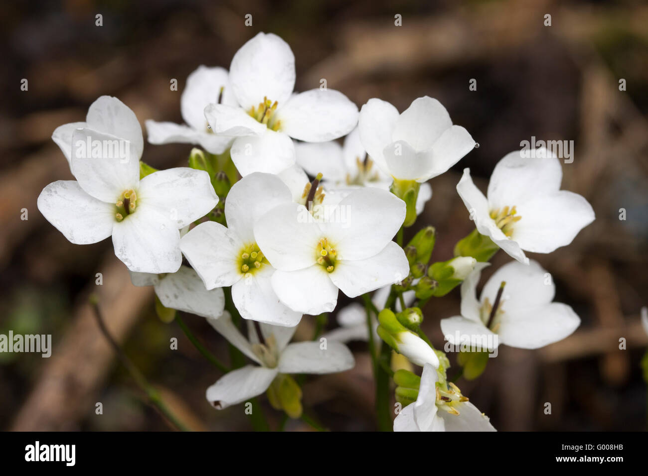Close up of the blooms of the spring flowering rock cress, Arabis caucasica Stock Photo