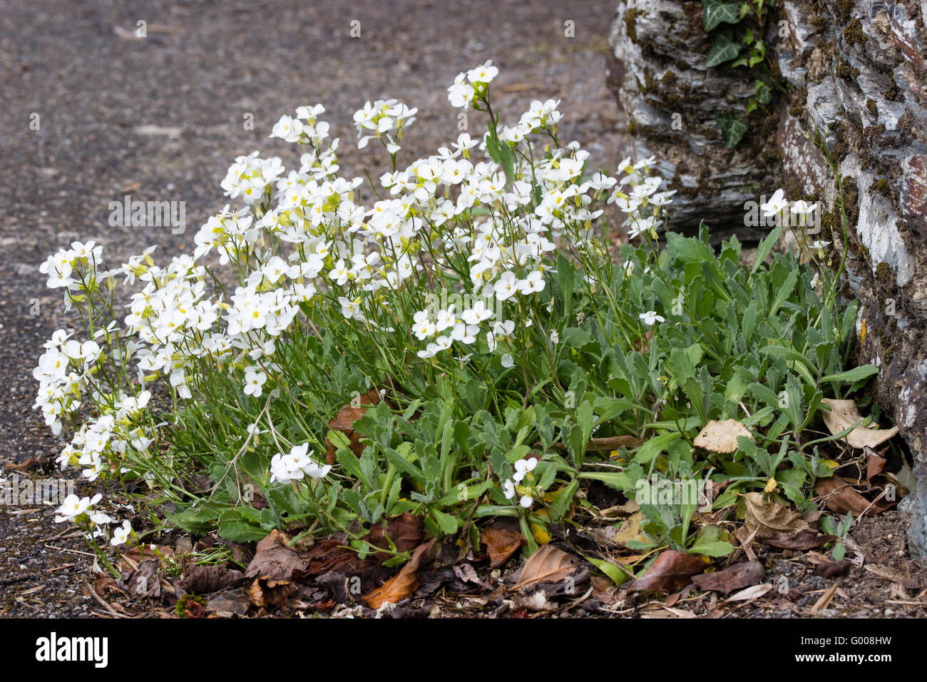 Self seeded carpet of the spring flowering rock cress, Arabis caucasica, at the base of an old wall. Stock Photo