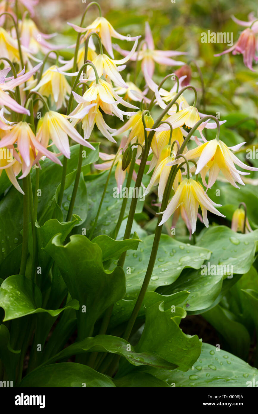 Spring display of the hybrid trout lily, Erythronium 'Joanna' Stock Photo Alamy