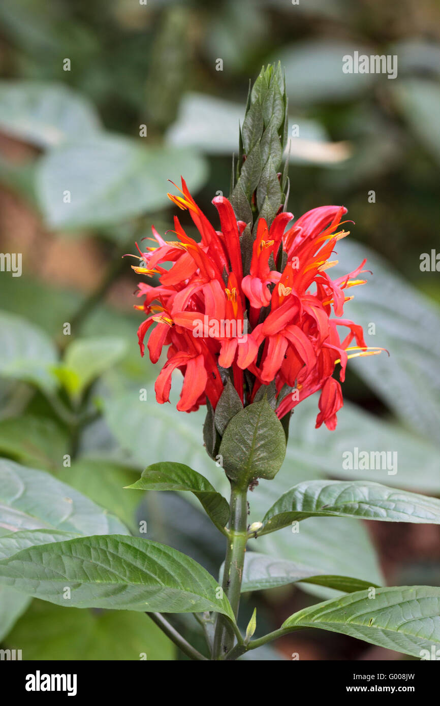 Red flowers emerging from the spike of the tropical evergreen shrub, Pachystachys coccinea Stock Photo