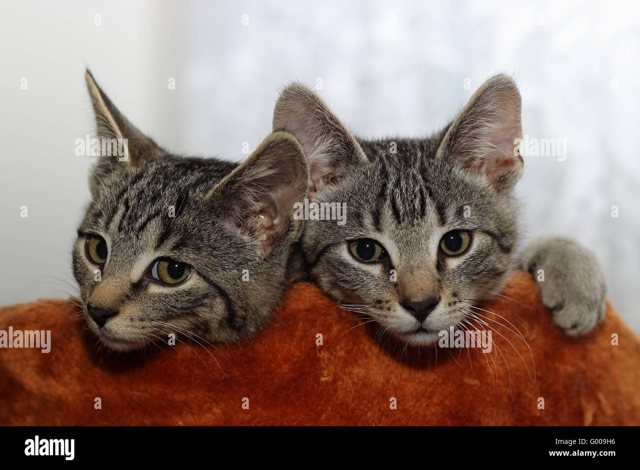 two cats Stock Photo