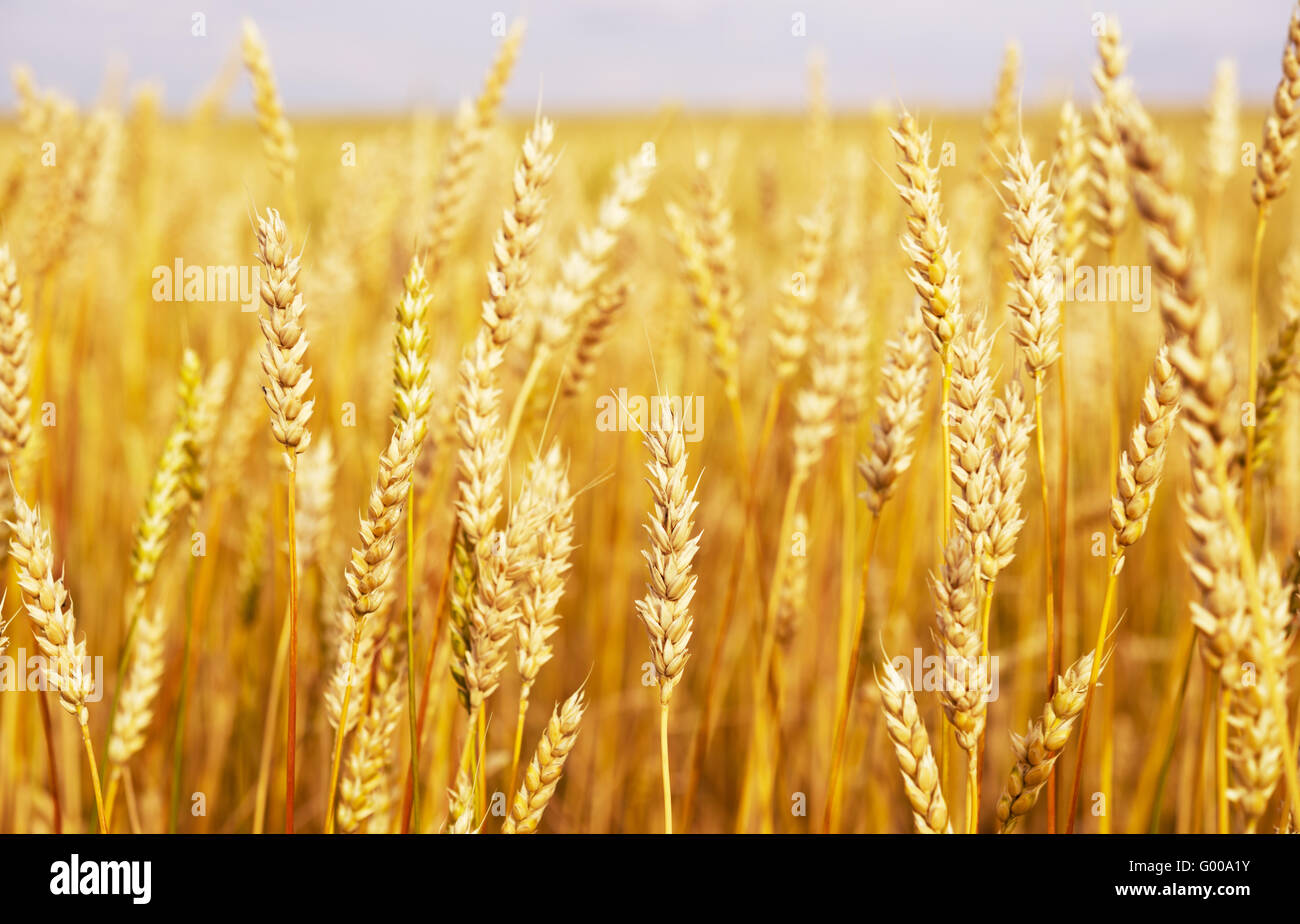 Field gold wheat hi-res stock photography and images - Alamy