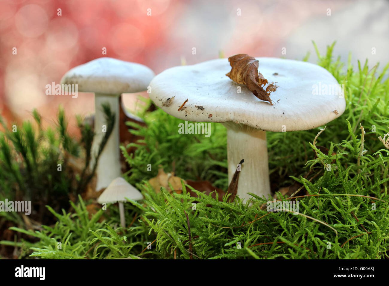 three mushrooms Stock Photo