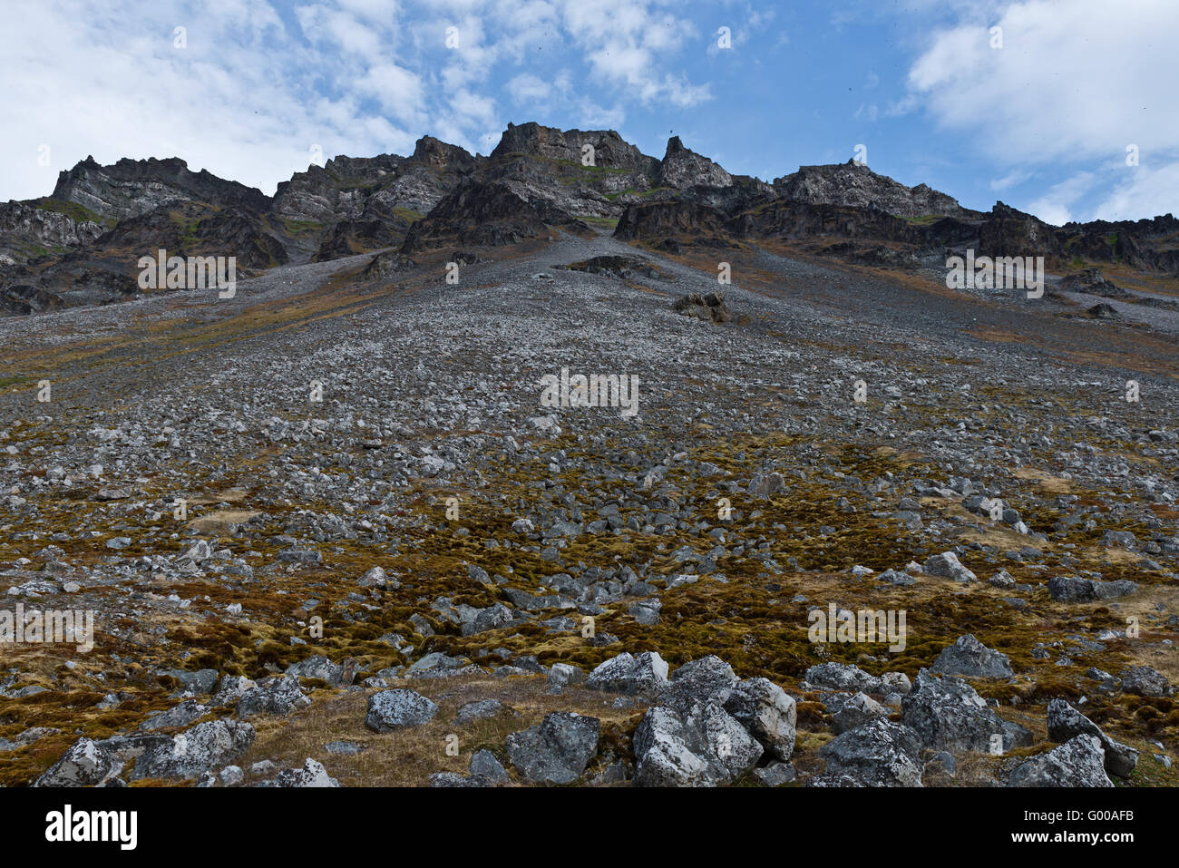 Looking up at the Little Auk and Brunnich's Guillemot colonies on the ...