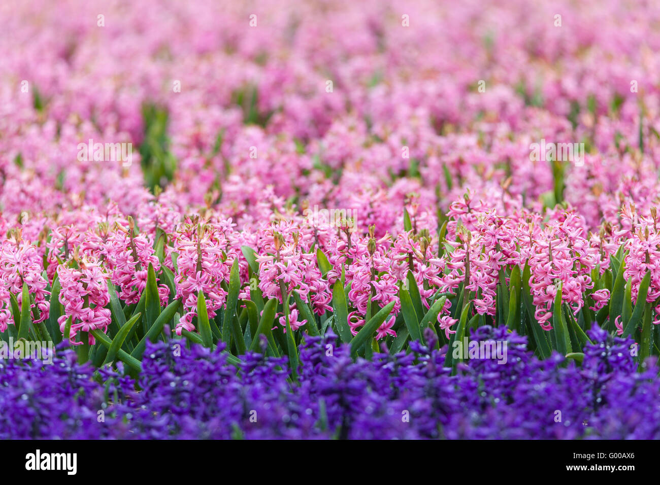 Hyacinth. Beautiful colorful pink and blue hyacinth flowers in spring garden, vibrant floral background, flower fields in Nether Stock Photo
