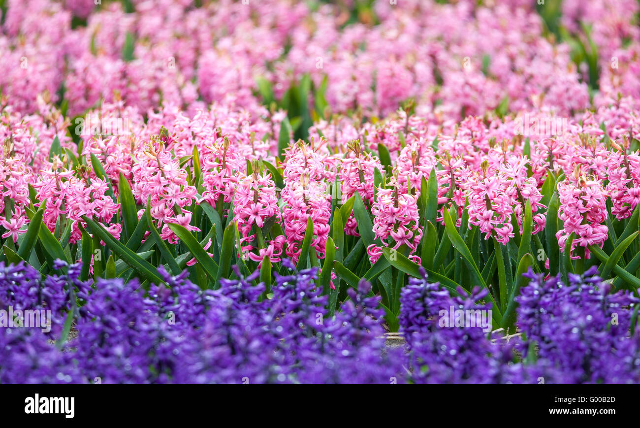 Hyacinth. Beautiful colorful pink and blue hyacinth flowers in spring garden, vibrant floral background, flower fields Stock Photo