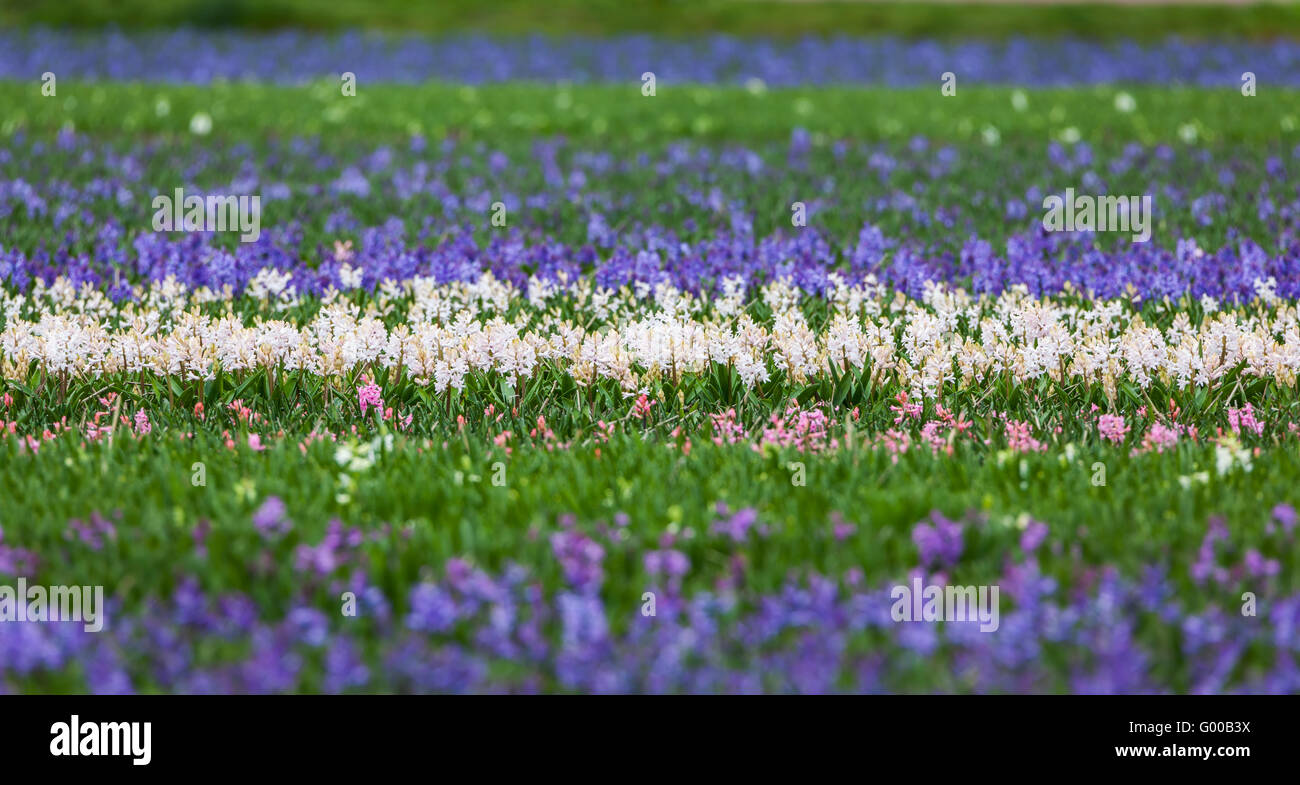 Hyacinth. Beautiful colorful blue and white hyacinth flowers in spring garden, vibrant floral background, flower fields in Nethe Stock Photo
