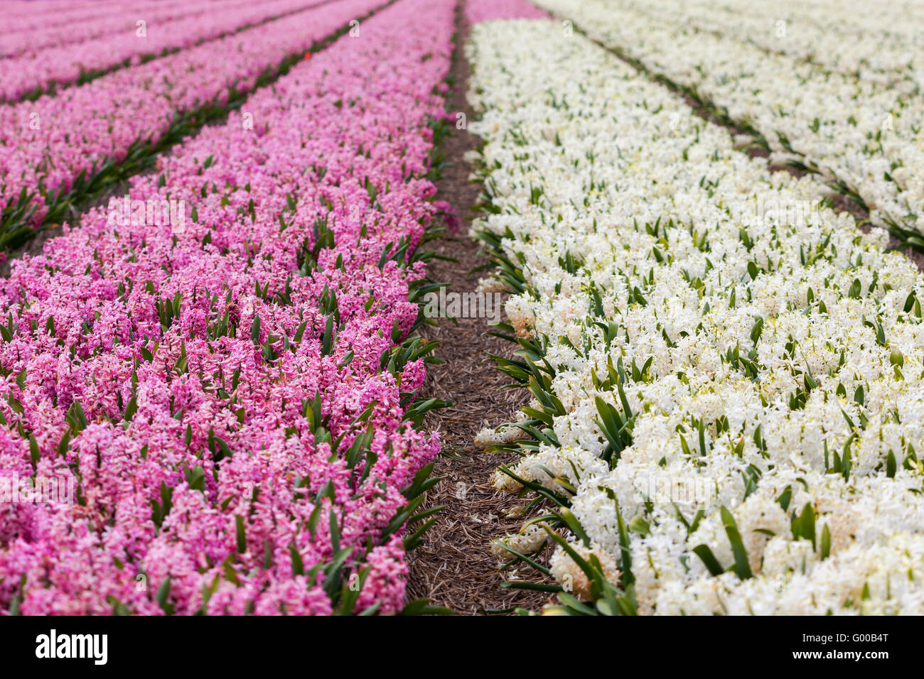 Hyacinth. Beautiful colorful pink and white hyacinth flowers in spring garden, vibrant floral background, flower fields in Nethe Stock Photo
