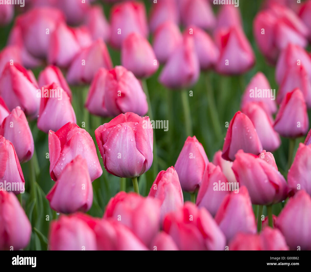 Tulip. Beautiful colorful pink tulips flowers in spring garden, vibrant floral background Stock Photo