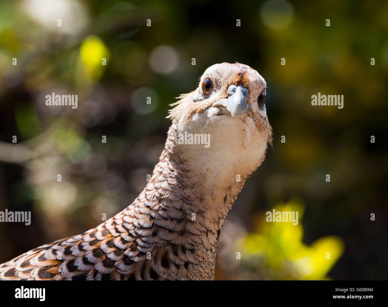 Female ('hen') pheasant in a Shropshire garden, England, UK. Stock Photo