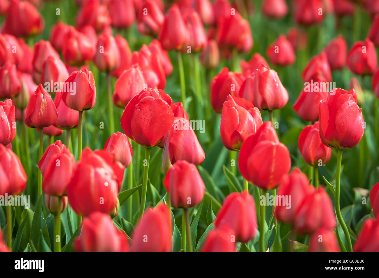 Tulip. Beautiful colorful red tulips flowers in spring garden, vibrant floral background Stock Photo