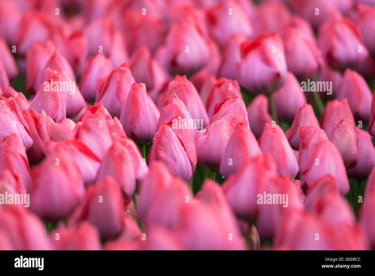 Tulip. Beautiful colorful pink tulips flowers in spring garden, vibrant floral background Stock Photo