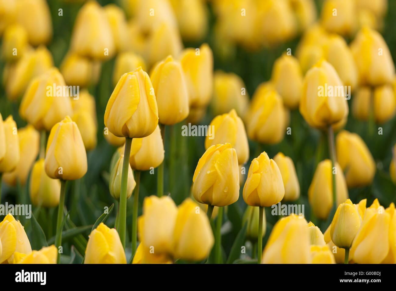 Tulip. Beautiful colorful yellow tulips flowers in spring garden, vibrant floral background Stock Photo