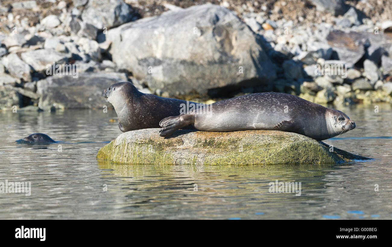 Two Ringed seals laying on submerged rocks having a rest at Virgohamna