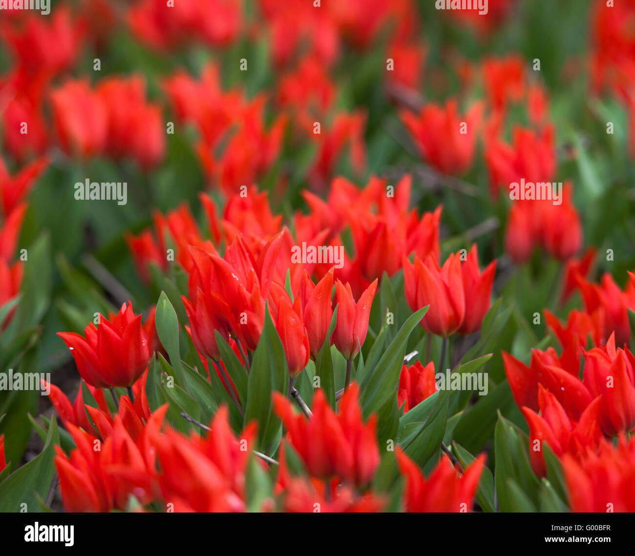 Tulip. Beautiful colorful red tulips flowers in spring garden, vibrant floral background Stock Photo