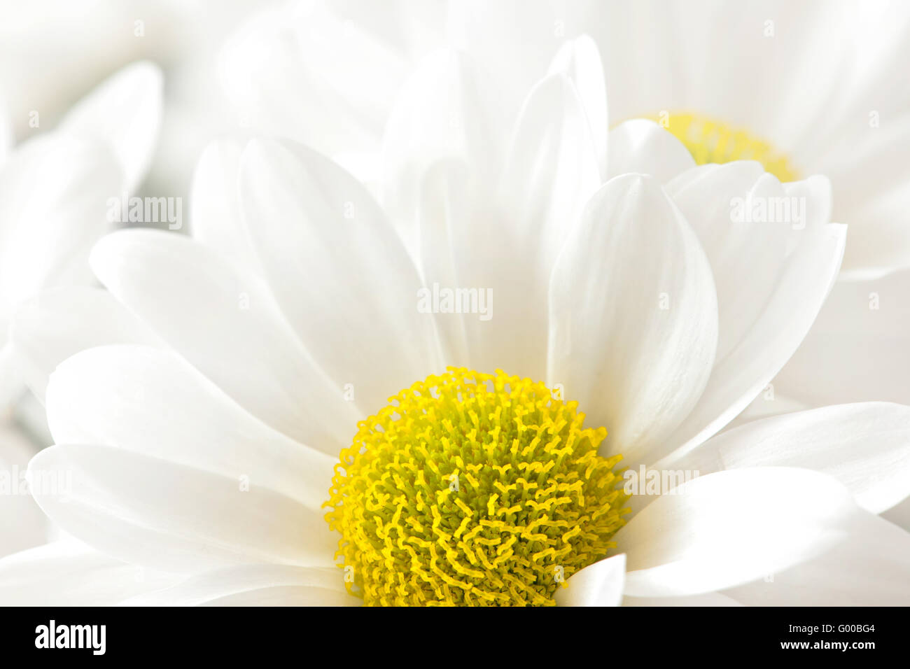 close up photo of a flower named Chrysanthemums Stock Photo - Alamy