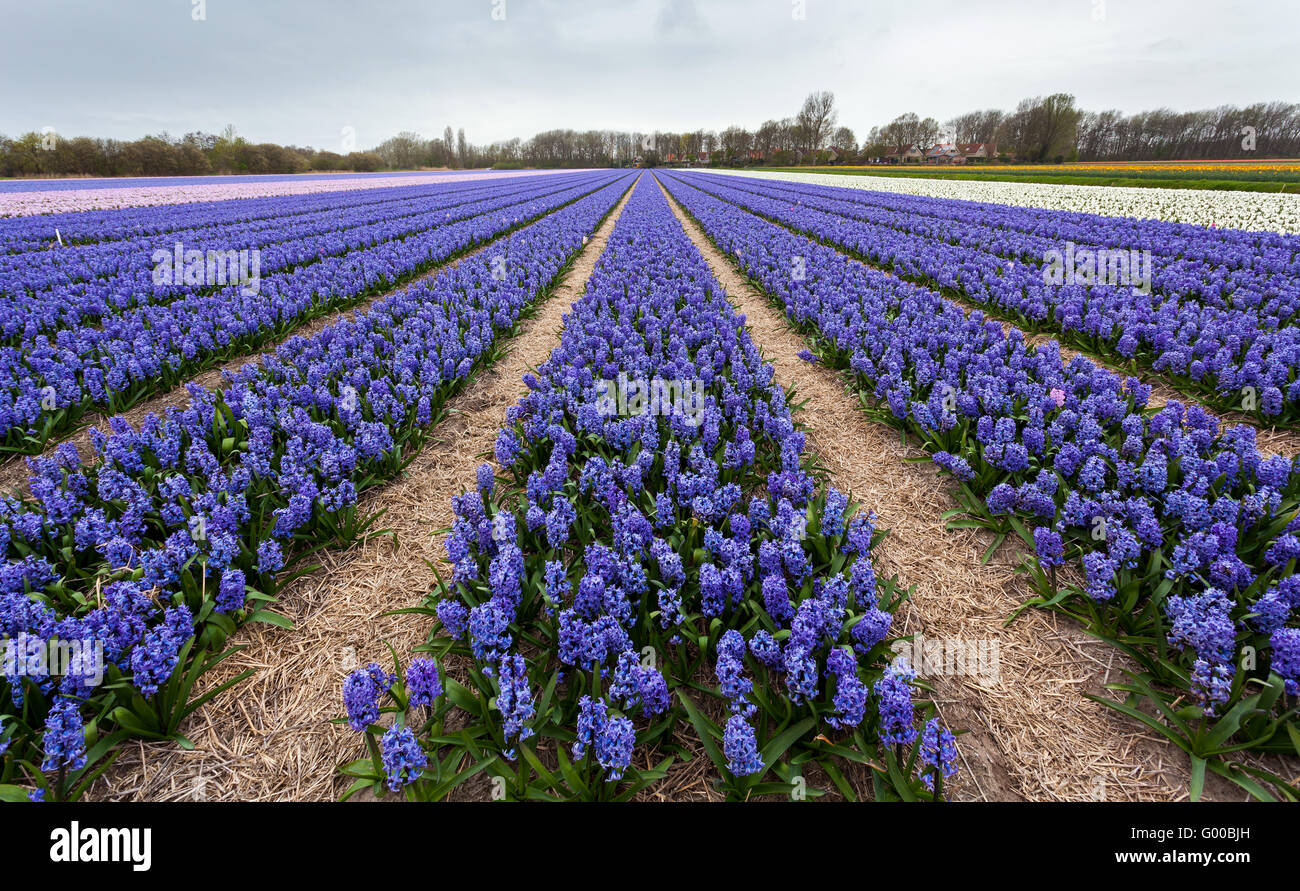 Hyacinth. Beautiful colorful blue hyacinth flowers in spring garden, vibrant floral background, flower fields in Netherlands. Stock Photo