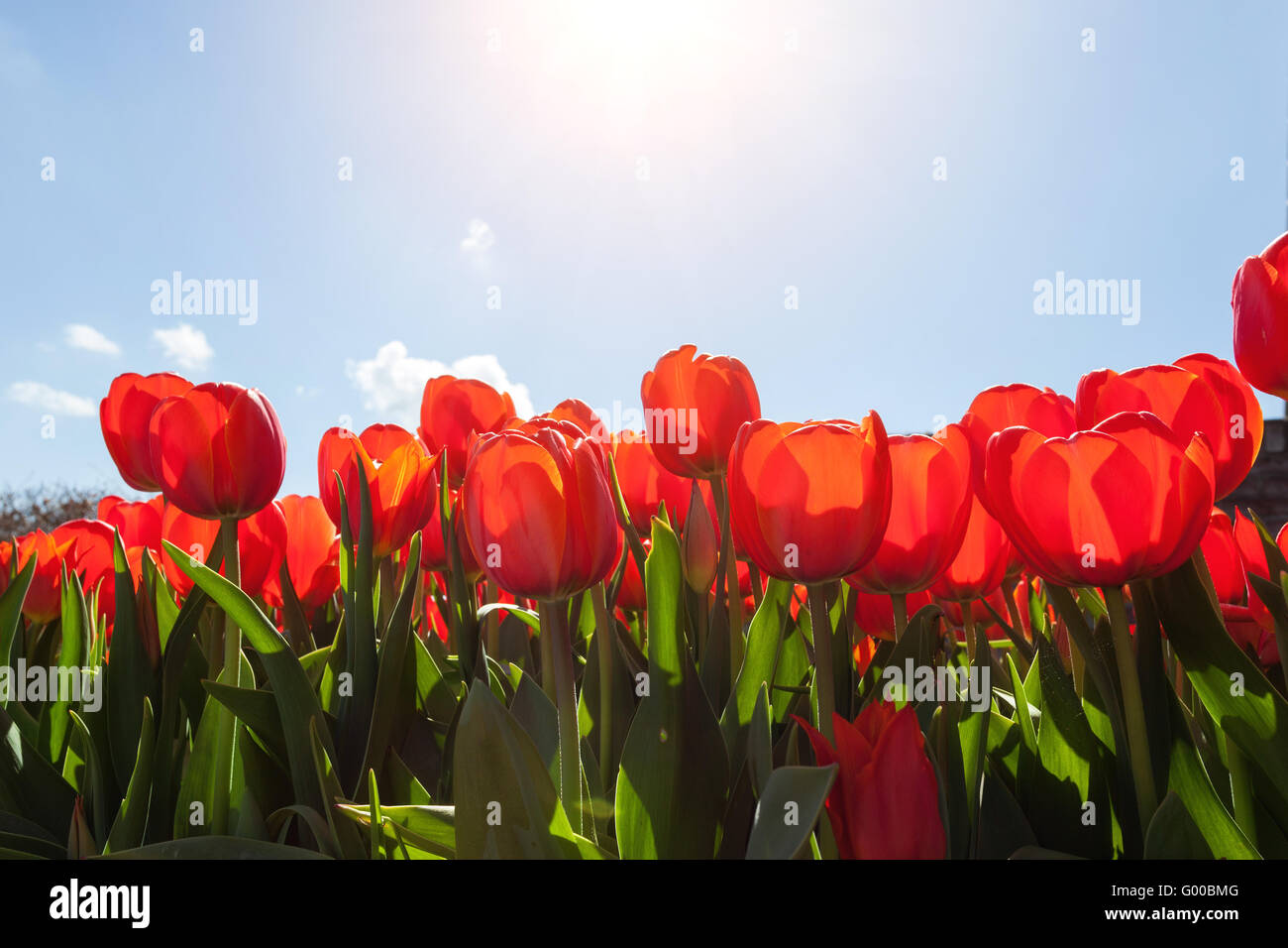 Beautiful red flowers tulips against the blue sky at sunrise in Netherlands in spring, colorful tulip, floral background Stock Photo